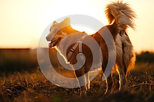 dog happy walks on the meadow with its owner during sunset. Pet and family concept