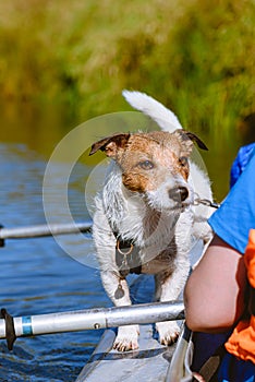 Dog in harness standing on side of canoe fastened by leash for safety rafting by river
