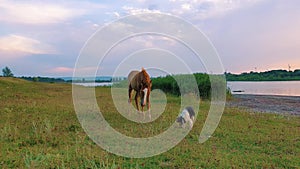 Dog has caught a fish from the pond and is not ready to share the food with a little curious foal. Animal interaction and communic