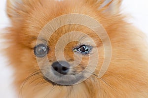 A dog has an eye problem, conjunctivitis photo