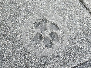 Dog has left paw print or footprint in the concrete paving