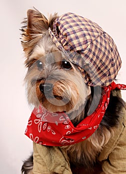 Dog with hat