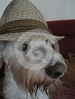 Dog with hat