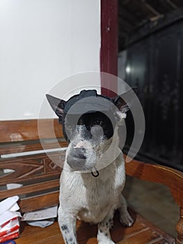 Dog with hat