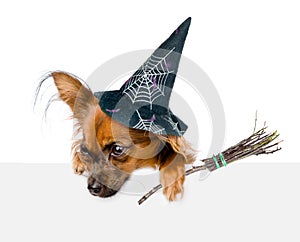 Dog with hat for halloween and with witches broom stick above white banner looking down. on white background