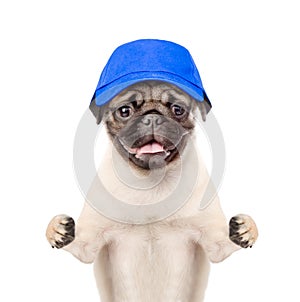 Dog in hat laborer looking at camera. isolated on white background