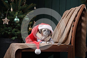 dog in a hat of Santa Claus. Pug by the fireplace in the Christmas interior.