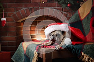 dog in a hat of Santa Claus. Pug by the fireplace in the Christmas interior.