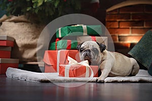 dog in a hat of Santa Claus. Pug by the fireplace in the Christmas interior.