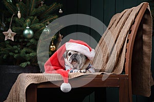 dog in a hat of Santa Claus. Pug by the fireplace in the Christmas interior.