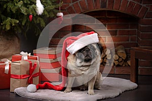 dog in a hat of Santa Claus. Pug by the fireplace in the Christmas interior.