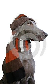 Dog with hat and scarf