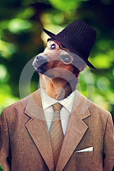 Dog in a hat and suit