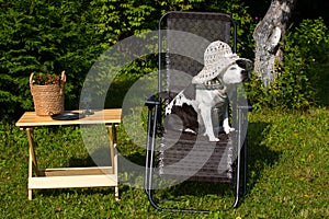 A dog in a hat is sunbathing while sitting in an armchair.