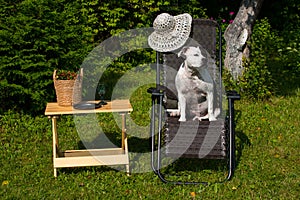 A dog in a hat is sunbathing while sitting in an armchair.