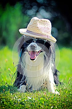 Dog in hat and sunglasses is waiting for summer. Its hot and sunny day. He is border collie and sitting on the garden