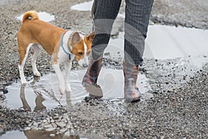 Dog hates walking through rain-water pools