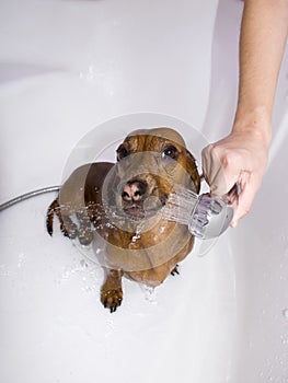 Il cane avere bagno 