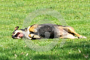 Dog havin fun in grass. Dog rolling on meadow in park greenery