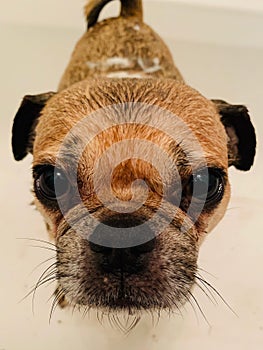 Dog having a bath portrait