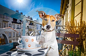 Dog having a coffee break