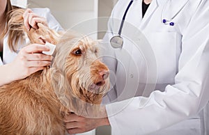 Dog having ear examination