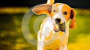 Dog having fun in the backyard. Canine background