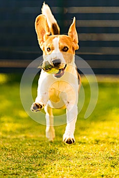 Dog having fun in the backyard. Canine background