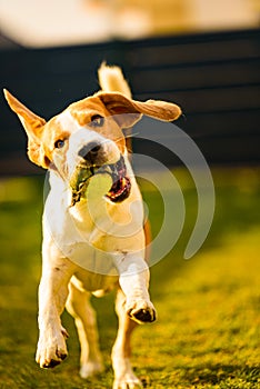 Dog having fun in the backyard. Canine background