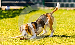 Dog having fun in the backyard. Canine background outdoors