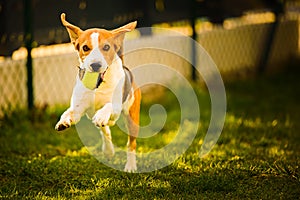 Dog having fun in the backyard. Canine background outdoors