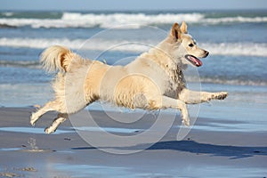 Dog having fun on the beach photo
