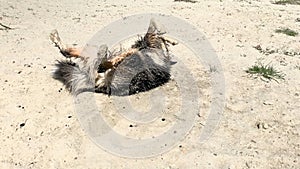 Dog having fun at beach in sand