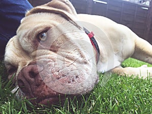 Dog having fun laying on the grass