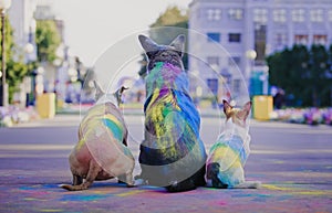 A dog having fun with paints of holi