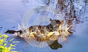Dog having fun in a river