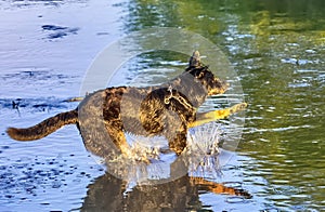 Dog having fun in a river