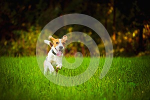 Dog having fun running towards camera with tongue out towards camera in summer day on meadow field