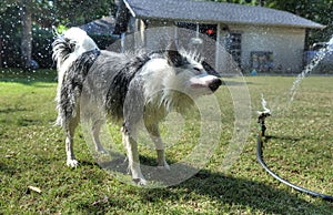 Dog having fun with water in the backyard