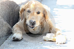 Dog is having lunch in poverty