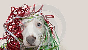 DOG HAVING A PARTY WITH SERPENTINE STREMERS FOR BIRTHDAY, NEW YEAR, CHRISTMAS, CARNIVAL OR ANNIVERSARY. ISOLATED ON GRAY