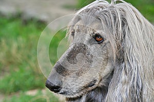 Dog head of afghan hound