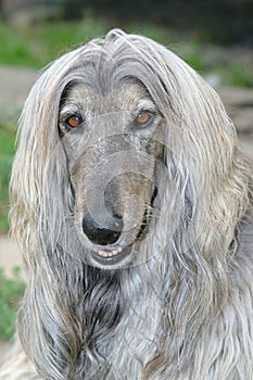 Dog head of afghan hound