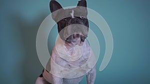 Dog head against blue screen background. Lovely French Bulldog looking at camera. Beautiful frenchie puppy. Portrait close-up