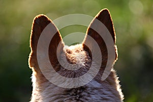 Dog head with black ears from back