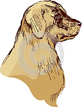 Dog head - bloodhound hand drawn illustration - sketch in vintage style photo