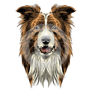 Dog head breed border collie