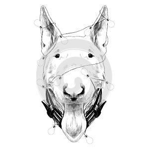 Dog head breed bull Terrier sketch vector graphics