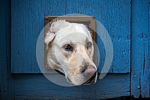 Dog with head through cat flap against blu wooden door