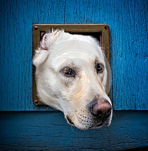 Dog with head through cat flap against blue wooden door